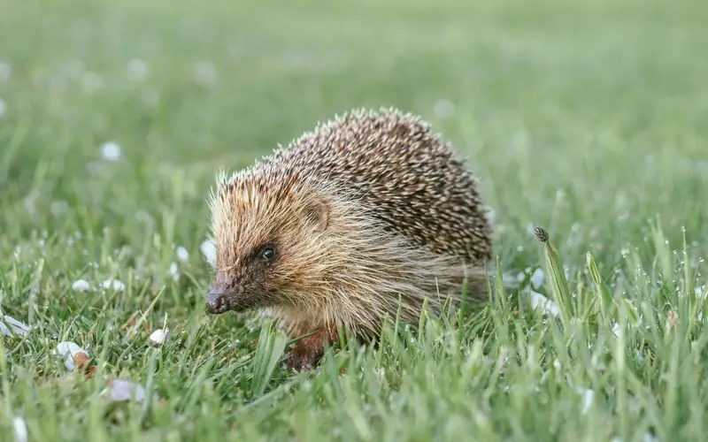 Egel loopt door het gras